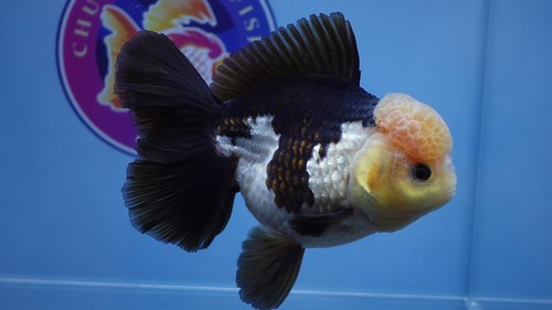 Goldfish A Grade Jade Head Panda Rosetail Oranda Female - Picture 7 of 8