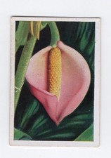 Cigarette Card c1930 Philodendron