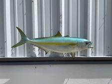 32" California Yellowtail Two Sided Fish Mount Replica - Quick Production