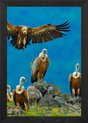 Griffon Vulture Gyps Fulvu Framed Wall Art Poster Canvas Print Picture
