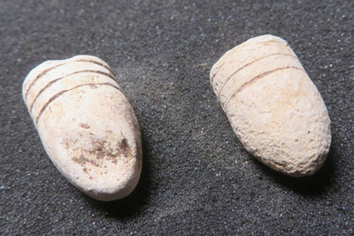 2 Confederate Troops .58 & .54 Cal.  Teat Base 3 Ring Bullets Fort Fisher, N.C.