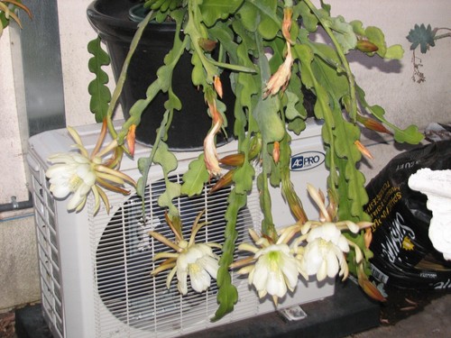 25 in. Crenatum Chichicastenago Epiphyllum cactus plant - Picture 6 of 8