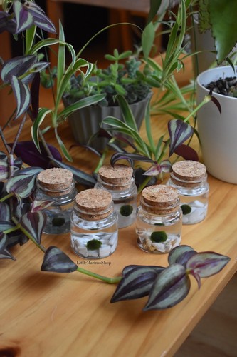 Marimo Moos Ball Haustier Terrarium - Schreibtischbegleiter