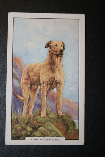IRISH WOLFHOUND Vintage 1938 Coloured Card GE09MS - Picture 2 of 2