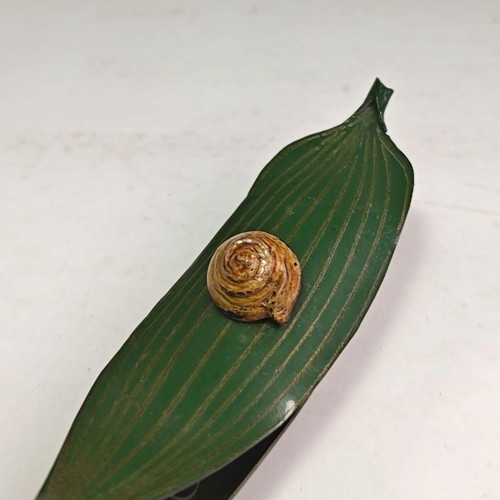 Nakagawa Masanari Dry Lacquer Bamboo and Snail Incense Holder F/S FEDEX - Picture 6 of 14