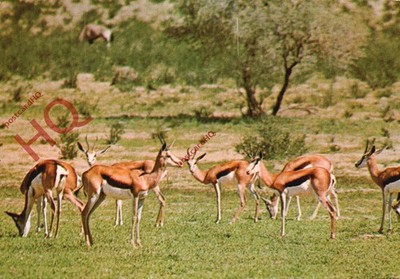 Ansichtskarte> Südafrikanische Wildtiere, Springbockbeweidung