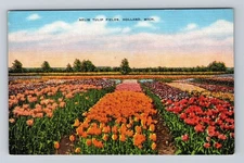 Holland MI-Michigan, Nelis Tulip Fields, Antique, Vintage Souvenir Postcard