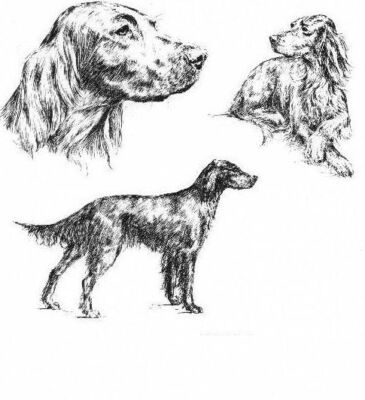 Irish Setter - CUSTOM MATTED - 1963 Vintage Dog Art Print *