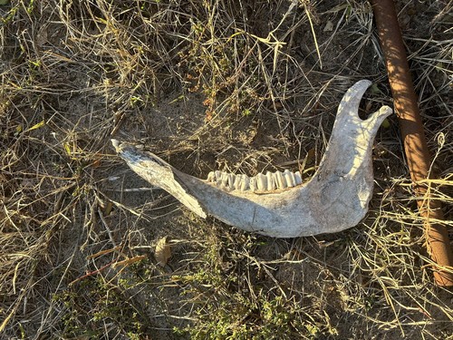 Cow jawbone mandible with teeth. Bar, Western, Man-cave - 第 1/3 張圖片