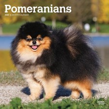 Pomeranians 2025 12 x 24 Inch Monthly Square Wall Calendar Plastic-Free Br