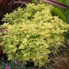 Artemisia oriental limelight plug plants green yellow foliage hardy Pack