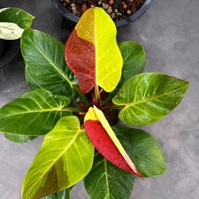 Planta abigarrada luna roja Philodendron planta de interior tropical rara