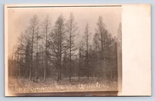 Vintage Real Photo Postcard RPPC "The Tamaracks in Winter" Trees Landscape Q2