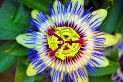 Blaue Passionsblume Passiflora Caerulea Sommerblumen Foto Bilddruck