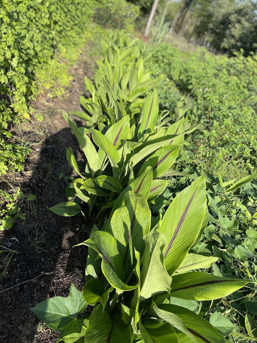 Black Turmeric Fresh Rhizomes | Cali Haldi | Rare Heirloom Turmeric - 4 Oz.  USA | eBay