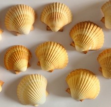 2.5" To 3.5" Lot Of 11 Mexican Deep Scallops Natural Seashell Beach Home Decor