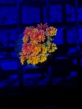 CE- WYSIWYG Fireball Rainbow Goni Frag - Live Coral Frag LPS SPS #RZB13