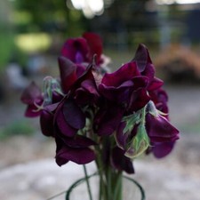 Duftwicke ROYAL MAROON 20 Samen LATHYRUS ODORATUS Ranker DUFT Schnittblume