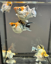 Live Molly Fish Thailand 1 PCS Red Head Breeder High Quality Fresh Fish Balloon