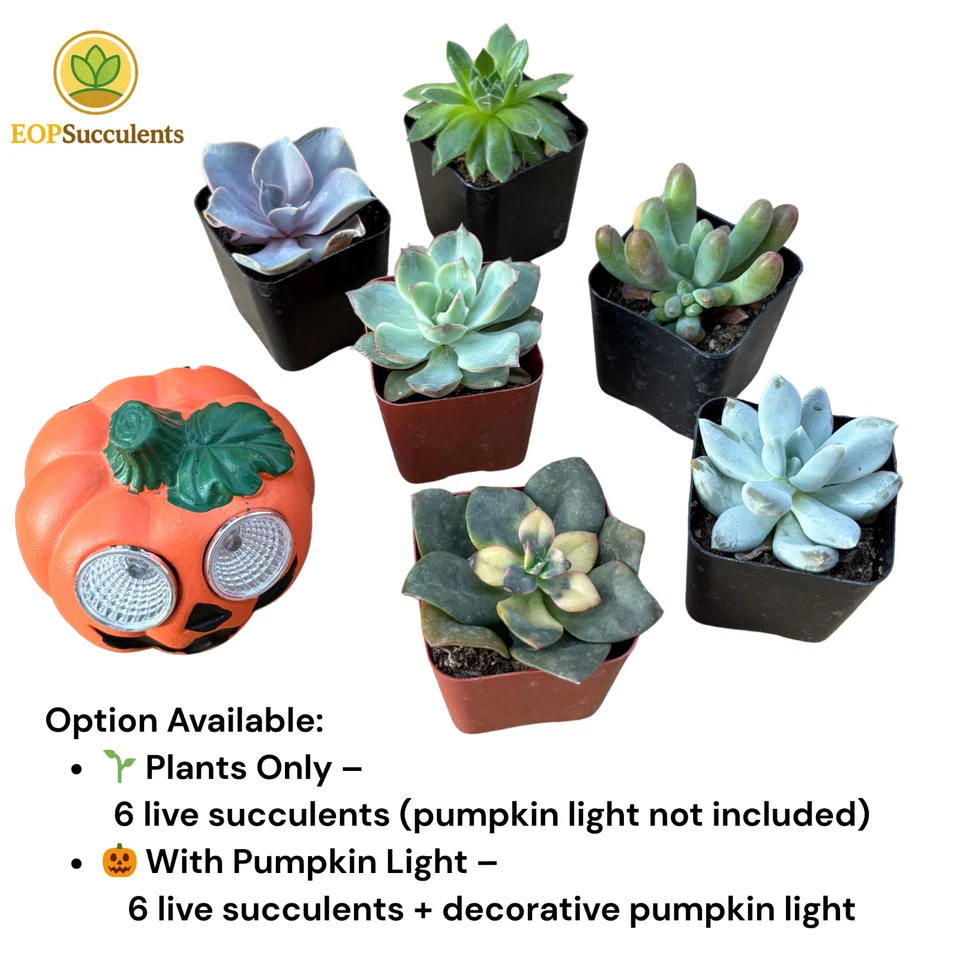 Halloween Succulent Gift Set-6 Live Succulent Plants 🎃 Solar LED Pumpkin Light - Image 3 of 4