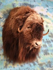 Record Class Massive Muskox Shoulder Taxidermy Mount