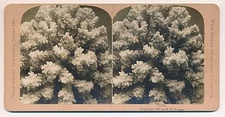 Stereo Photo Coral Silver Print, Copyright 1897 Photography 