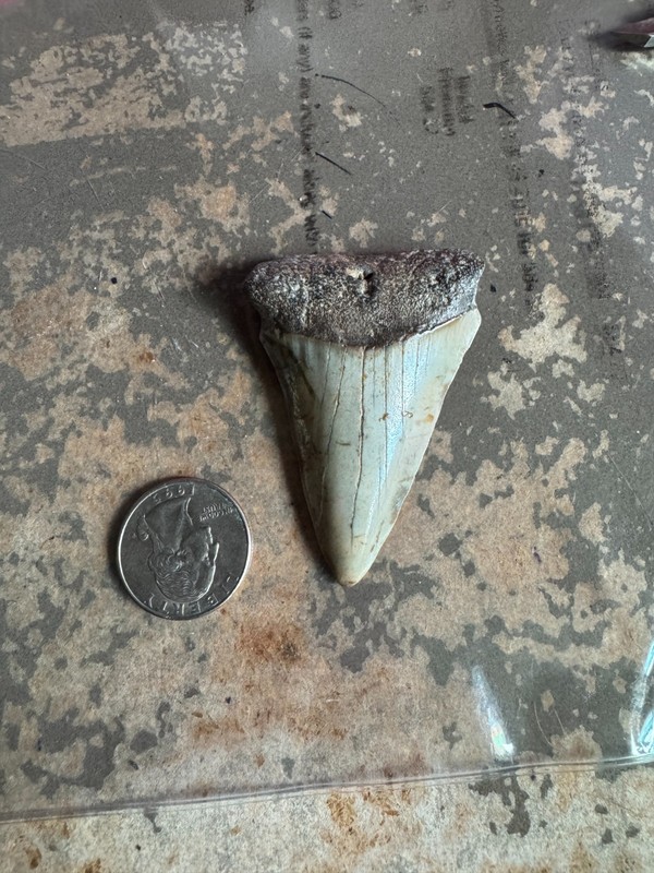 Authentic Fossil Megalodon Shark Tooth- Natural Prehistoric Tooth