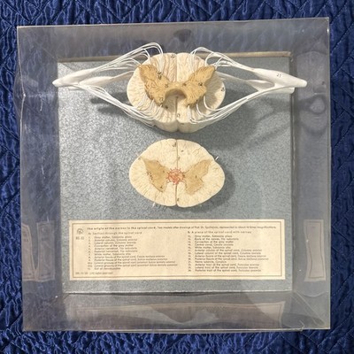 Origin Of The Nerves Of The Spinal Cord With Clear Cover