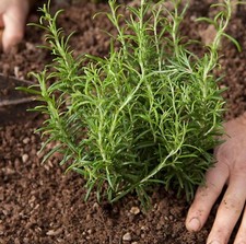 Rosemary Seeds - 0.25g (Avg. 160 Seeds)