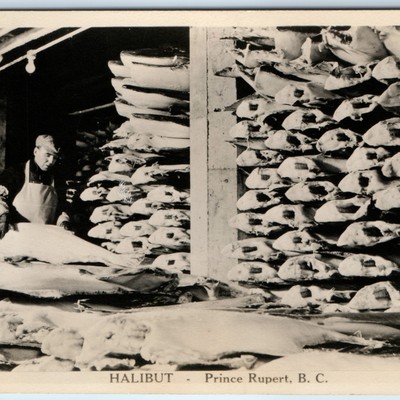 c1930s Prince Rupert, BC RPPC Halibut Fish Processing Industry Occupational A327