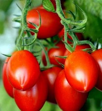 Grapette Hybrid Tomato Seeds - 25 Seeds