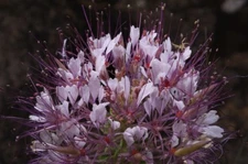 30+ POLANISIA DODECANDRA  / CLAMMY WEED / SELF SEEDING, LONG LASTING  ANNUAL