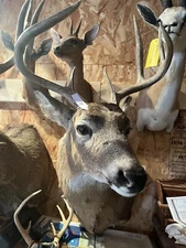 mule deer shoulder mount