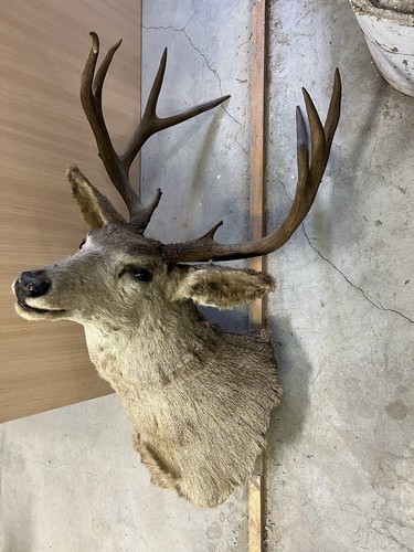 Vintage Mule Deer Shoulder Mount Taxidermy Large Antlers Rustic Cabin Decor