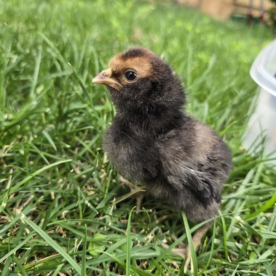 Back yard mixes chicks      