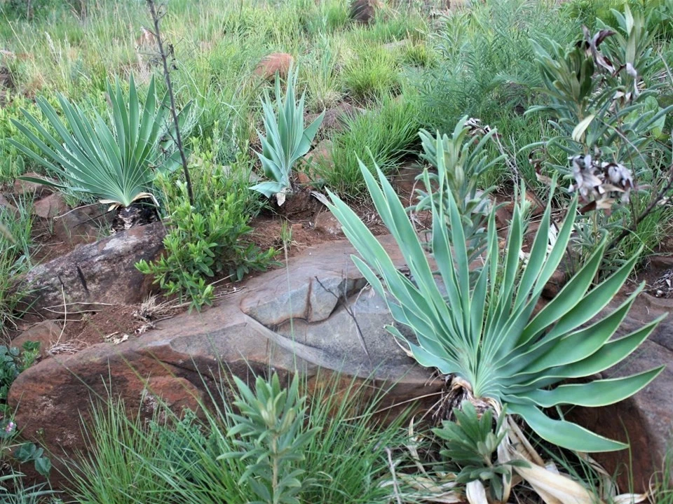 3 x Boophone Disticha GERMINATED Seeds - Fan Leaved Boophone- Bulbous Plant - Image 2 of 4