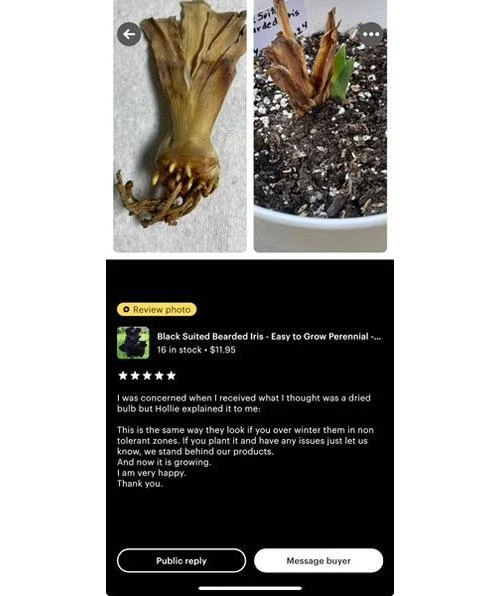 Autumn Rose Bearded Iris Bulb - Deep Magenta Petals - Blue Buddha Farm - Image 4 of 4