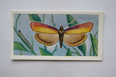 1958 Swettenham Teekarte Schmetterlinge & Motten Nr. 8 Rosenfurnier