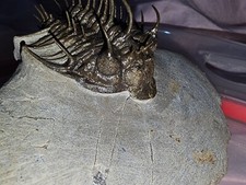 Trilobite spiny-nosed trilobite from the Middle Devonian of Morocco来自摩洛哥中泥盆世的棘鼻三