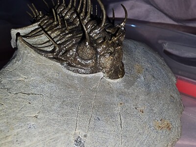 Trilobit Stachelnasiger Trilobit aus dem Mitteldevon Marokkos来自摩洛哥中泥盆世的棘鼻三