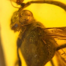 BIG WASP inclusion in Baltic amber fossil / 100% genuine amber