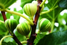 Fig Tree 'Panachee' Tiger Fig Striped Fruits Ficus carica Common Fig 3L Pot