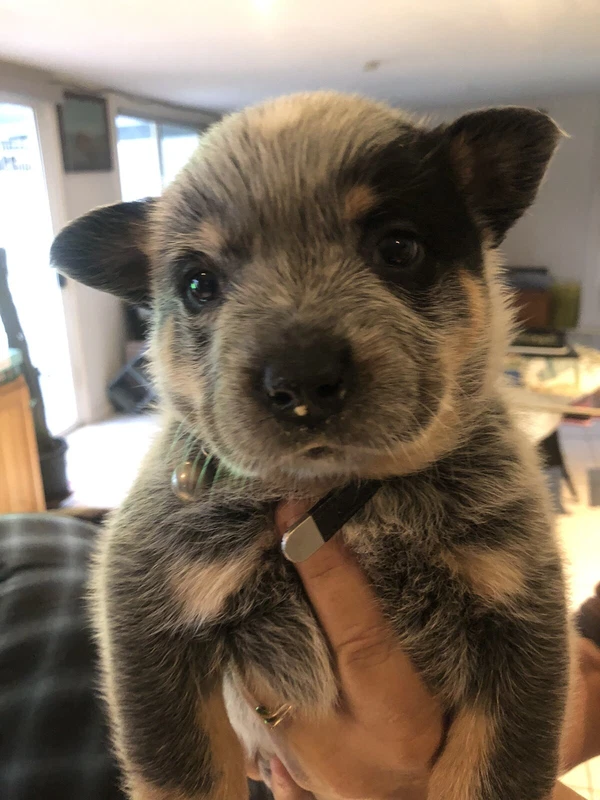 Australian Cattle Dog Dogs Puppies Gumtree Australia Nowra Bomaderry Bomaderry 1254445399