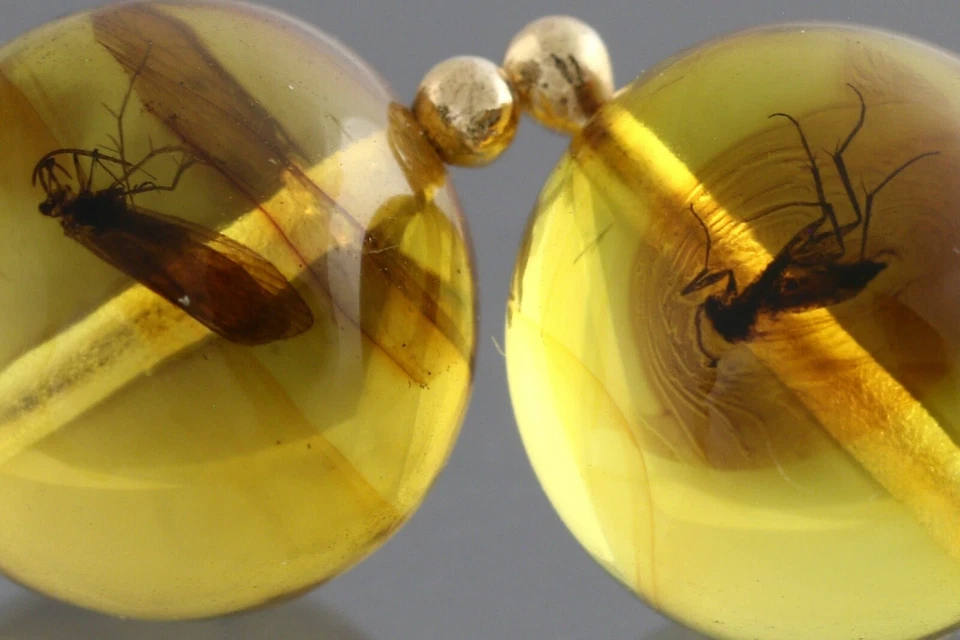 Pendientes de cuentas redondas genuinos ámbar báltico oro 14k insectos fósiles 3g 200819-6 Foto 3 de 4