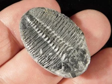 TRILOBITE Fossil Nice and 100% Natural From Cambrian Utah 4.51
