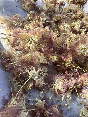 100 G Dried Silk Mimosa Tree  Pink Flowers Leafs Tea Tincture Albizia Julibrissi