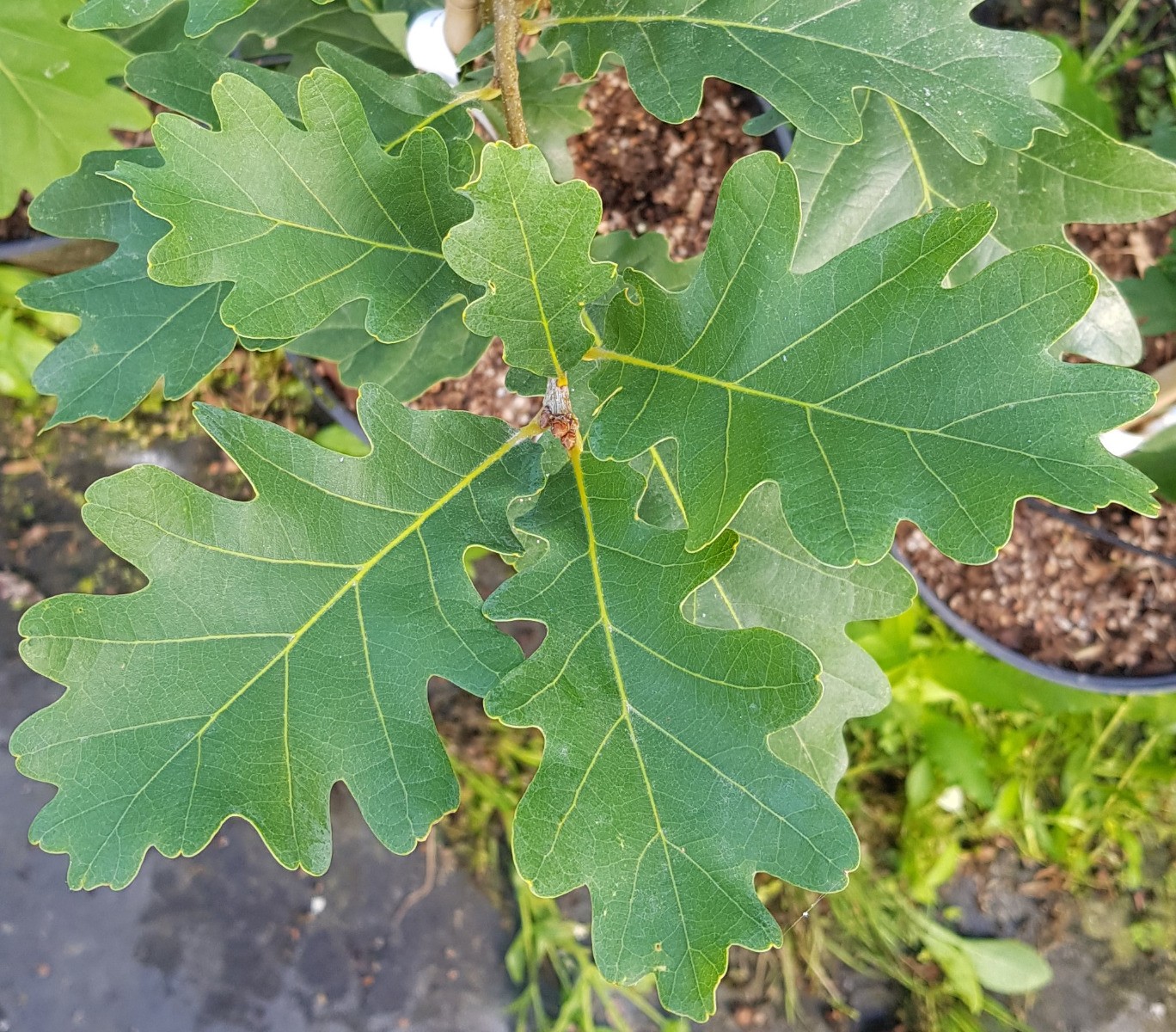Quercus x sargentii Thomas chêne de collection rare pour propriété et parc - 3
