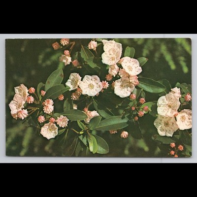 Vintage Postcard Linville North Carolina Mountain Laurel Unposted Scenic View
