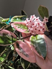 Hoya Carnosa Krimson Queen Splash|Wax plant|Fragrant flower| Top cutting rooted