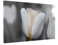 SPRING TULIP WHITE FLOWER CANVAS PICTURE PRINT WALL ART